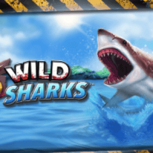 6 Wild Sharks